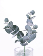 Eucalyptus steek blad grijs, 28cm